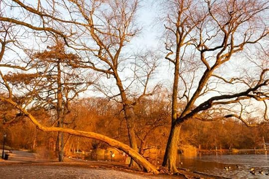 Beautiful Nature Photo of a Brooklyn Winter Tree at Sunrise