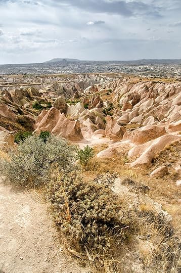 Trees protect from land erosion