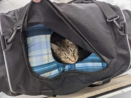 bomb-squad-church-cat