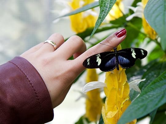 Woman's hand with buttrfly resting on finger