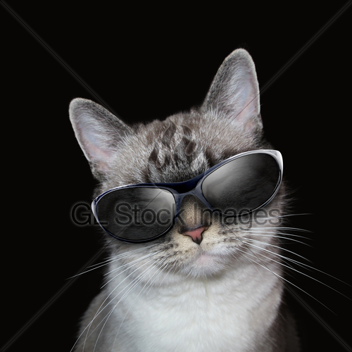 Cool White Cat With Party Sunglasses On Black · GL Stock Images