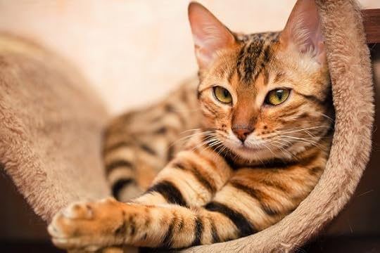 5 Fun Facts About the Brown Tabby Cat - Catster