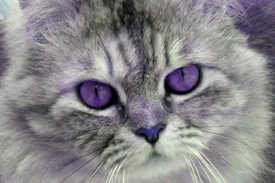 Is the Fabulous Purple-Eyed Cat a Preposterous Myth | Traveling With Your Cat