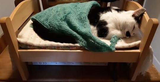 photo of Bertie cat under knitted blanket