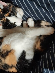 Dorothy cat on duvet