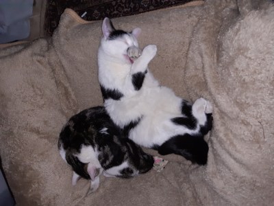 Two kittens share fleece blanket