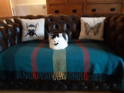 Bertie on blanket on sofa