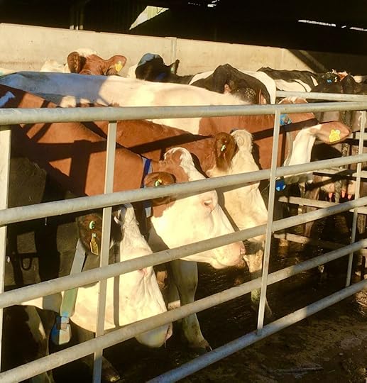 The Montbéliarde dairy cows at Fen Farm Dairy