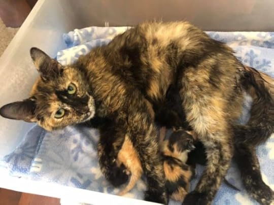 camilla-tortie-kittens