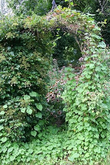 Daffodils & Daydreams: A Neglected Flower Garden in August