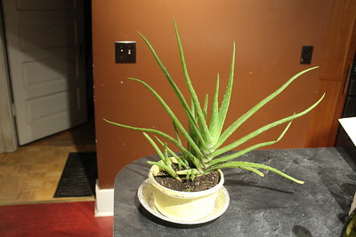 aloe