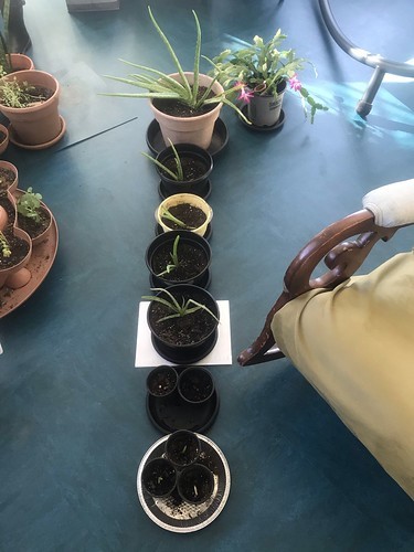 row of aloe