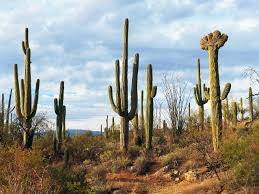 A picture containing plant, cactus, sky, grassDescription automatically generated