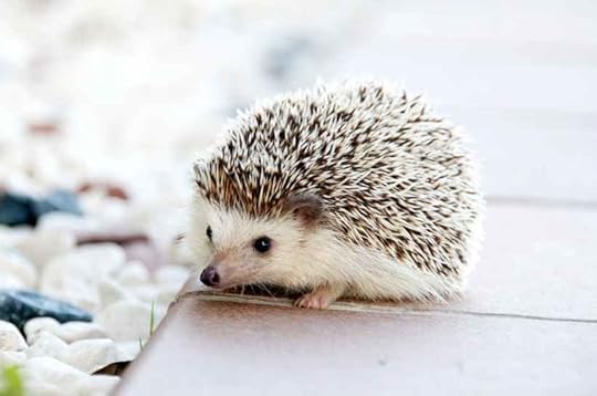 A hedgehog.