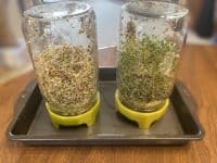 Let Me Tell You About My Sprouts . . . even if you don’t care
