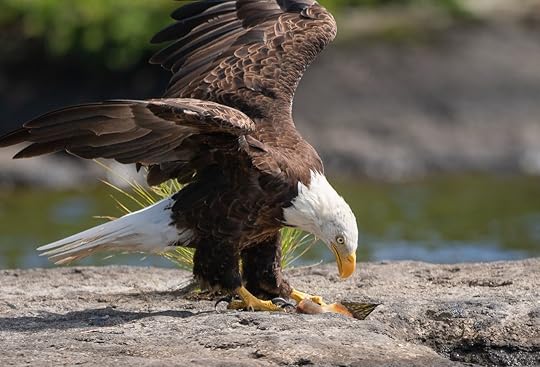 eagle