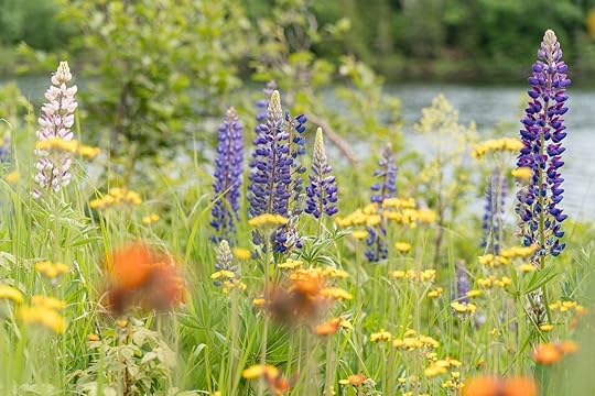 Wild flowers