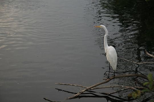 Great Egret - Big Cypress National Preserve
