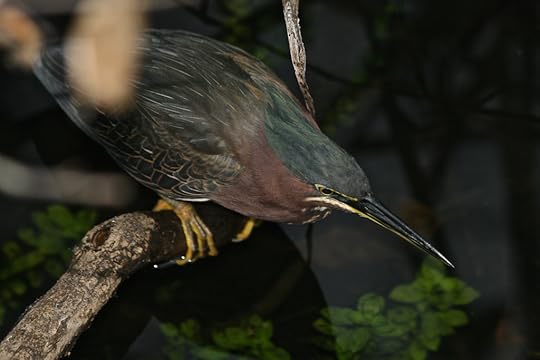 Green Heron - Butorides virescens 725