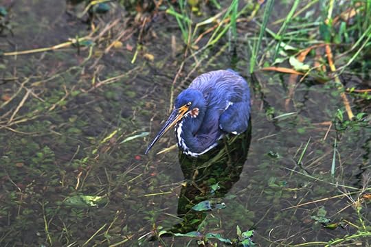 Tricolored Heron - Egretta tricolor