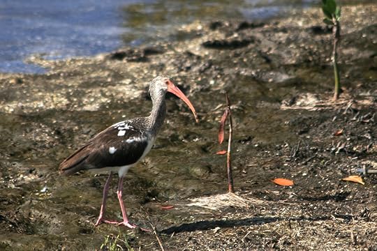 Juvenile White Ibis - Eudocimus albus 737