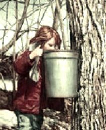 maple girl