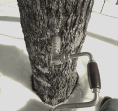 carpenter's auger