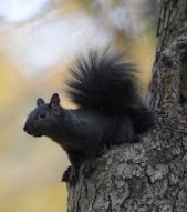 black squirrel