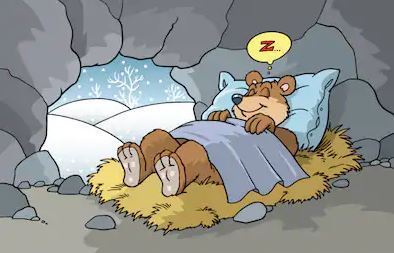 bears hibernating