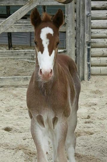 11 Horse With Amazing Face Markings - Central Steel Build