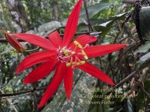 Passiflora vitifolia, Grapeleaved Passionflower, Crimson Passionflower is a showy native to Central America. The berry-like fruit is sour, then slowly ripens over a month a flavor likened to sour strawberries.