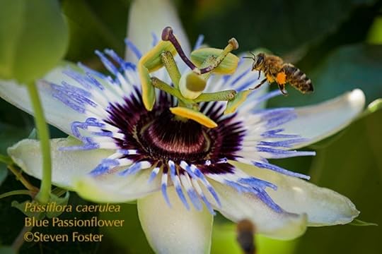 Native to Argentina, Brazil and Paraguay, Passiflora caerulea, is one of three semi-hardy species of passionflowers, and is widely cultivated as a window box plant or gardens in southern Europe, surviving temperatures of -15°C. It was cultivated in France as early as 1625, and first document in London in 1629. Today it is one of the most widely-grown passionflowers in horticulture, and source of many hybrids. These photos were taken in a garden in Podgorica, Montenegro.