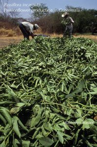 Passiflora incarnata, Passionflower herb production in Guatemala
