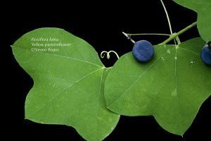 Yellow Passionflower, Passiflora lutea, a member of the Passifloraceae or passionflower family, a predominantly Neotropical American plant group of over 400 species, with three temperate North American representatives including, Passiflora lutea one of the most diminutive of all passionflowers, with blooms barely reaching 2cm in diameter, and fruits the size of a pea. It occurs from Pennsylvania to Florida, west to Texas, northward to Illinois. Although yellow wild passionflower is very rarely mentioned in the medicinal plant literature, in 1840 Dr. L. Phares of Mississippi is said to have used this small North American vine interchangeably with the common passionflower. I have made a tincture (alcohol extract) of both plants. They have a very similar flavor and fragrance. The fruits are decidedly different, though. Those of P. lutea are globular black berries, about 1/4 inch across. They have a much more acidic flavor than maypop.