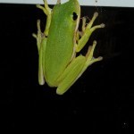 Frog - Adventure Story