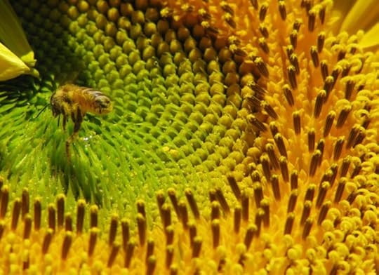 close view of a sunflower head and a bee coated in pollen