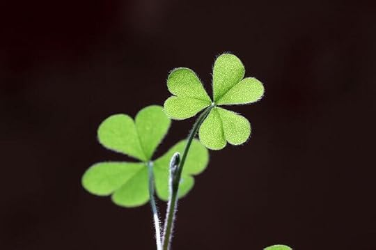 “Shamrock” vs. “Four-leaf Clover”