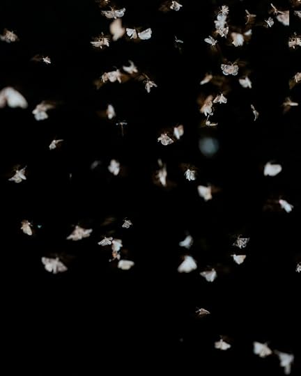 Juan Orrantia, Moths (in the bush), 2020