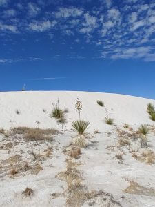 Soaptree Yucca WSNP