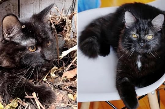 cat-leaves-rescue