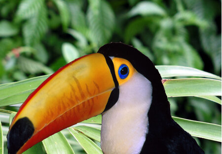 toucan.mug.jpg
