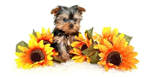 A little dog the Backpacking Housewife