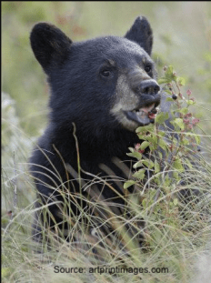 black bear cub in tall grass eating berries from a bush