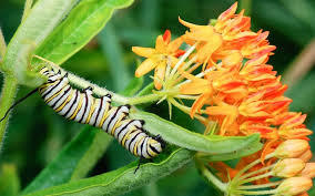 caterpillar