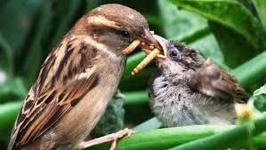 Birds in the Garden