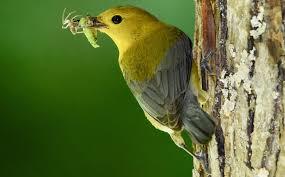 Gardening for Birds