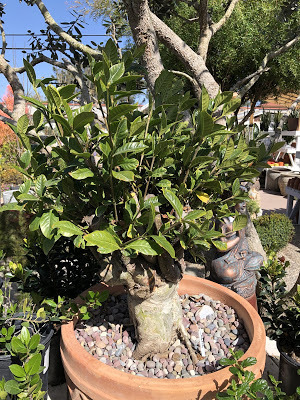 rare shaving brush tree in pot