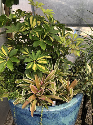 six succulents mixed in a teal planter