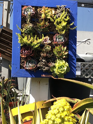 blue wood frame holds succulents in boxes