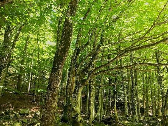 Formation D'ayurveda Belgique